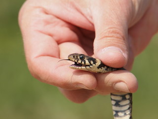 Grass Snake in the hands of an wildlife expert (natrix natrix)
