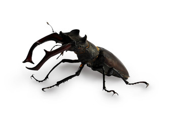 stag beetle isolatet on white background