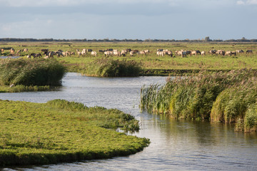 Dutch wetland with horses in National Park Oostvaardersplassen