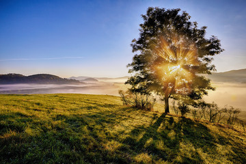 Fototapeta premium wschód słońca przechodzi przez mgliste drzewo