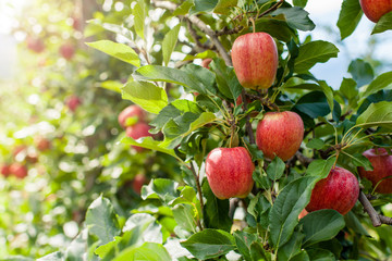 Autumn afternoon; Apple harvesting - 56849350