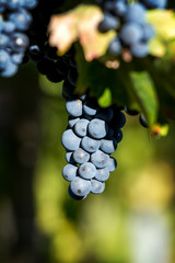 Tasty blue grapes