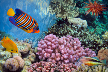 Naklejka na ściany i meble Podwodne strzelanie żywe rafy koralowej z ryb