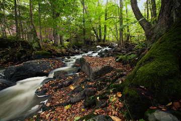 Fototapeta premium The autumn