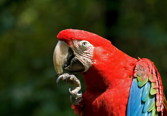 Macaw