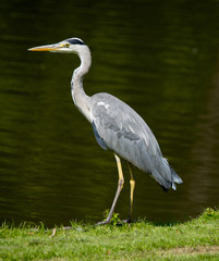 Gray heron