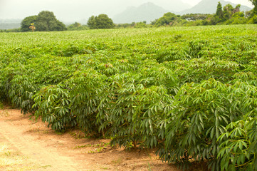 Cassava field .