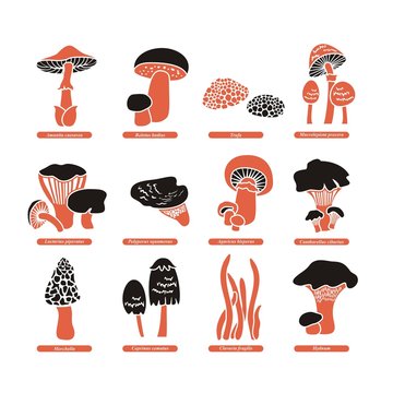 Edible Mushrooms Set