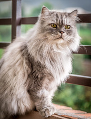 Naklejka na ściany i meble Grey persian Cat