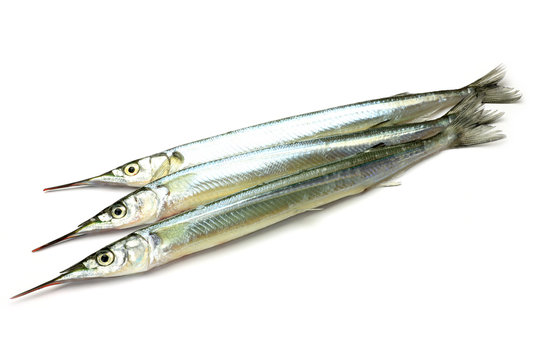 halfbeak