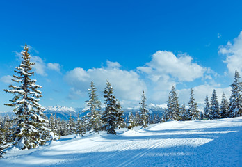 Winter mountain fir forest landscape