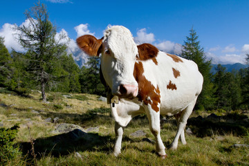 Fototapeta na wymiar brown cow on a green meadow in Alps mountains