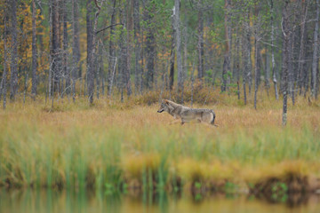 Wolf on a swamp