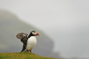 Atlantic Puffin, Common Puffin, Iceland