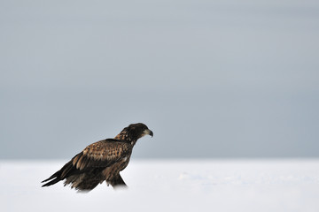 White-tailed eagle moving