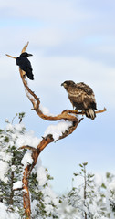 White-tailed eagle and Crow on tree