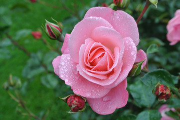 Rose mit Regentropfen