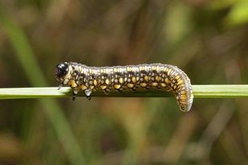 Blattwespen-Larve???