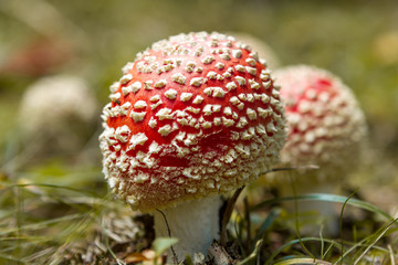Amanita