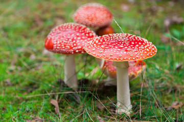 Fly-agaric in a forest