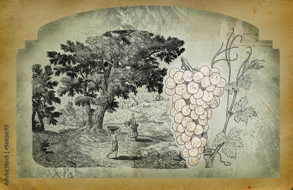 Wall mural Hand drawn label vineyards