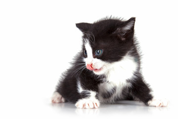 puppy cat on white background