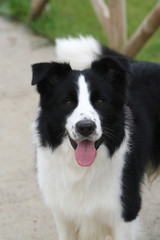 Border Collie