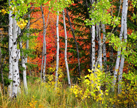 Forest of Pine, Aspen and Pine Trees in Fall