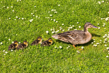 duck with ducklings.walk in city