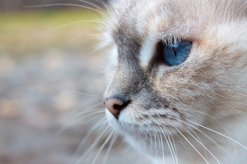 White cat head with blue eyes, muzzle and whiskers in close-up