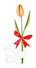 Fresh Orange Tulip with Red Ribbon