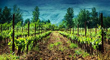 Fototapeta na wymiar Fresh green vineyard