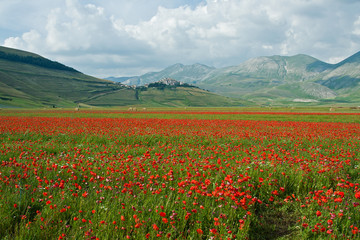 Landscape of the plain of Castelluccio, in Italy