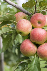Apples On Tree In Apple Orchard