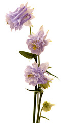 columbine. bells flowers isolated on white background.