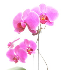 Plakat Phalaenopsis. Purple orchid on white background
