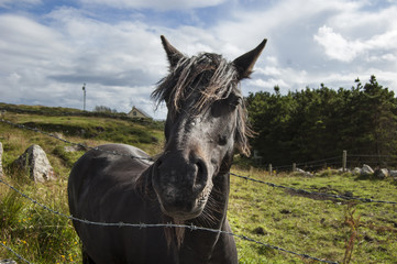 Black horse looking at you! Connemara, Ireland.