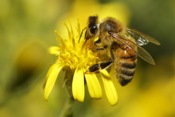 Bee on flower