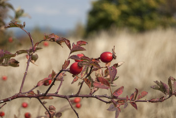 Dog rose with fruits close in the fall