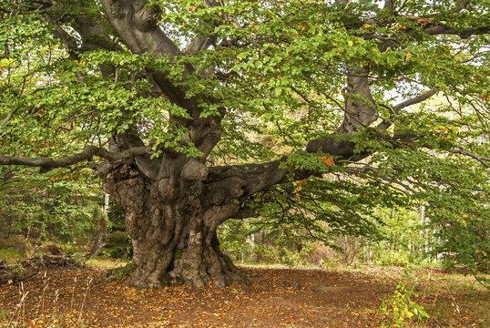 Beautiful venerable beech tree in autumn forest