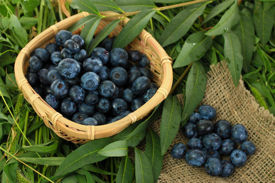 Blueberries in wooden basket and sackcloth on grass