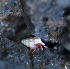 little hermit between the rocks