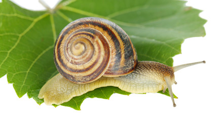 Snail on leaf isolated on white