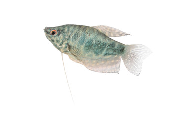 Blue Gourami aquarium fish isolated on white