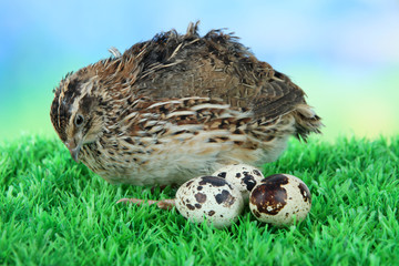 Young quail with eggs on grass on blue background