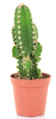 Glasschilderij Cactus in pot Cactus in flowerpot, isolated on white background