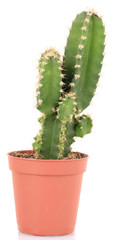 Cactus in flowerpot, isolated on white background