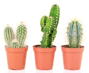 Glasschilderij Cactus in pot Verzameling van cactussen, geïsoleerd op wit
