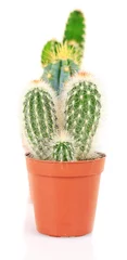 Foto op Plexiglas Cactus in pot Verzameling van cactussen, geïsoleerd op wit