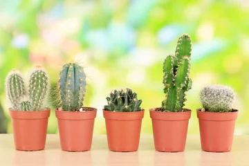 Glasschilderij Cactus in pot Collectie van cactussen, op natuurlijke achtergrond
